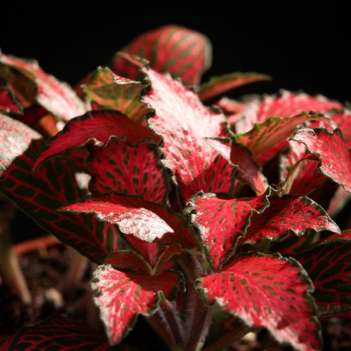 Fittonia forrest flame - Mosaikpflanze, rot im topf